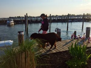 dog strolling on a dock